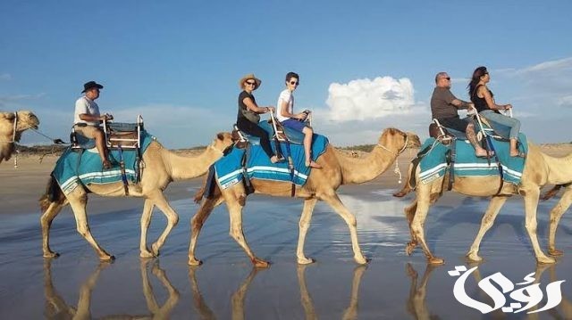 تفسير حلم ركوب الجمل للمتزوجة
